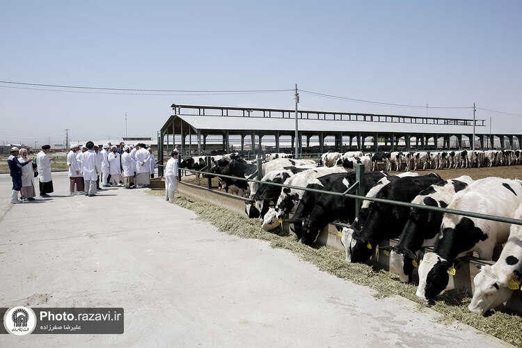 بازدید مشاوران وقف و نذر از واحدهای کشاورزی، لبنی و دامپروری رضوی
