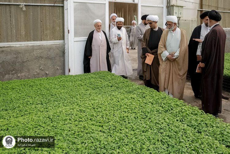 بازدید مشاوران وقف و نذر از واحدهای کشاورزی، لبنی و دامپروری رضوی