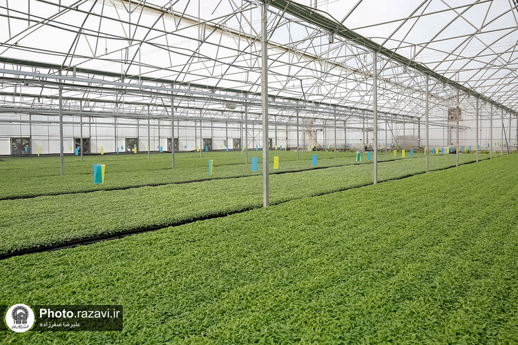 بازدید مشاوران وقف و نذر از واحدهای کشاورزی، لبنی و دامپروری رضوی