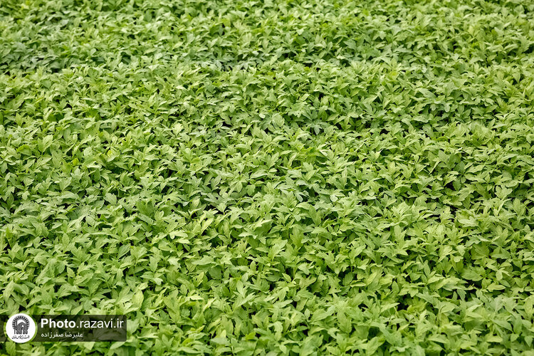 بازدید مشاوران وقف و نذر از واحدهای کشاورزی، لبنی و دامپروری رضوی