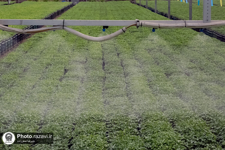 بازدید مشاوران وقف و نذر از واحدهای کشاورزی، لبنی و دامپروری رضوی