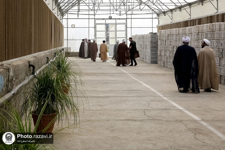 بازدید مشاوران وقف و نذر از واحدهای کشاورزی، لبنی و دامپروری رضوی