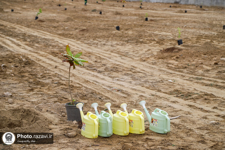 کاشت درخت مثمر در شهر بندرعباس