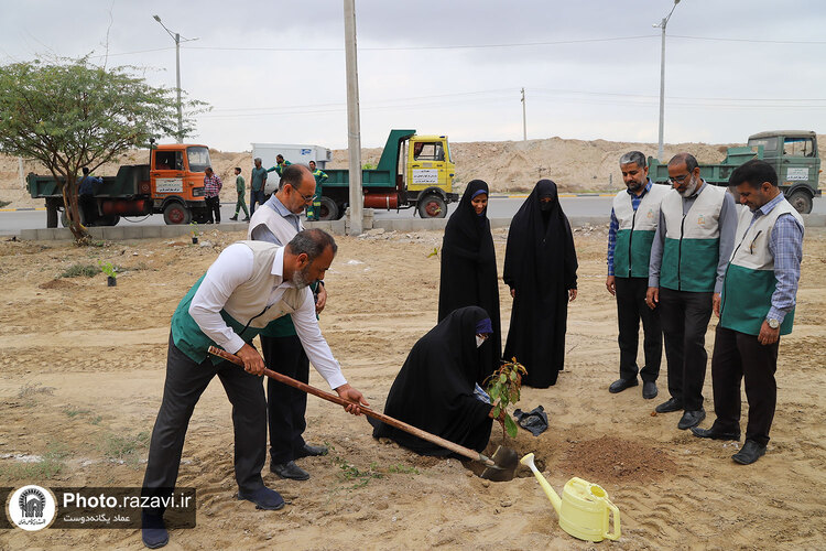 کاشت درخت مثمر در شهر بندرعباس