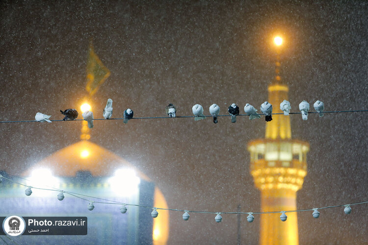 بارش برف شبانگاهی در حرم مطهر رضوی