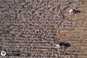 آغاز فصل برداشت پنبه در مزارع کشت و صنعت تربت حیدریه