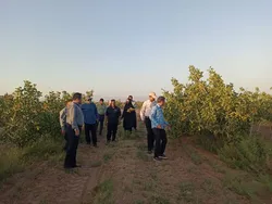 تبادل دانش، تجربه و نوآوری در قلب باغات پسته ایران