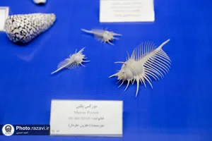 گنجینه آبزیان موزه مرکزی آستان قدس رضوی