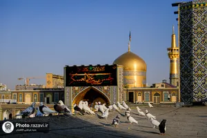 نصب کتیبه&zwnj;های شهادت امام حسن عسکری علیه&zwnj;السلام در حرم مطهر رضوی