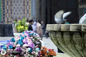 حال و هوای حرم مطهر رضوی در آستانه ولادت امام رضا علیه&zwnj;السلام