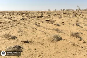 کاشت 7500 اصله نهال تاغ در روستای صمدآباد سرخس