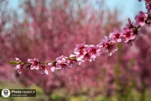 شکوفه&zwnj;های بهاری درختان میوه آستان قدس رضوی