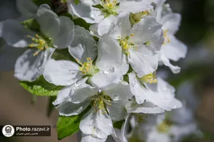 شکوفه&zwnj;های بهاری درختان میوه آستان قدس رضوی