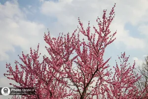 شکوفه&zwnj;های بهاری درختان میوه آستان قدس رضوی