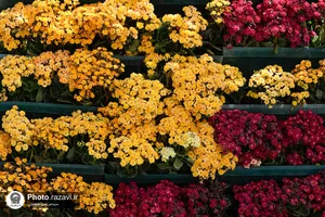 گل آرایی حرم مطهر رضوی در دهه کرامت