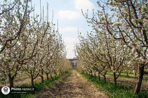 شکوفه&zwnj;های بهاری درختان میوه آستان قدس رضوی