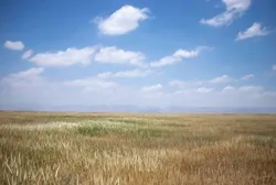 آغاز برداشت مکانیزه از ۷۴۰ هکتار اراضی موقوفه شرکت کشاورزی رضوی