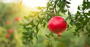 اجرای طرح مردمی «نذر انار» در شهرستان تفت