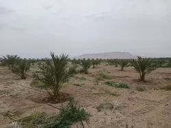 احیای سه هکتار از باغات عنبرآباد با اجرای طرح کشت خرما و انگور