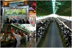 یکپارچگی هوشمندانه؛جهش بهره‌وری در دامپروری رضوی