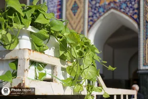 گل آرایی رواق امام خمینی(ره) حرم مطهر رضوی