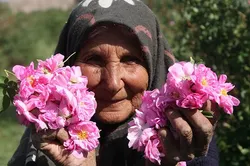 تداوم سنت حسنه گلاب‌گیری خادمیاران اراکی برای زائران اربعین