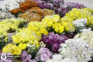 آماده&zwnj;سازی گل&zwnj;های حرم مطهر رضوی در دهه کرامت