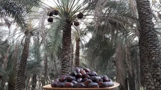 ارسال ۴ تُن خرمای مضافتی به مشهد برای پذیرایی از زائران امام رضا (ع)