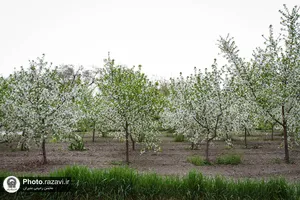 شکوفه&zwnj;های بهاری درختان میوه آستان قدس رضوی