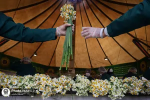توزیع گل نرگس در چایخانه حرم مطهر رضوی