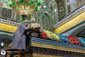 گل&zwnj;آرایی ضریح مطهر رضوی در آستانه ولادت امام رضا علیه&zwnj;السلام