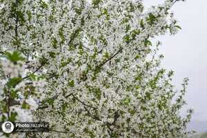 شکوفه&zwnj;های بهاری درختان میوه آستان قدس رضوی