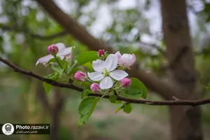 شکوفه&zwnj;های بهاری درختان میوه آستان قدس رضوی