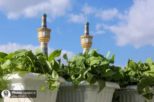 گل آرایی رواق امام خمینی(ره) حرم مطهر رضوی