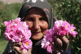 تداوم سنت حسنه گلاب‌گیری خادمیاران اراکی برای زائران اربعین