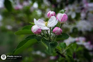 شکوفه&zwnj;های بهاری درختان میوه آستان قدس رضوی