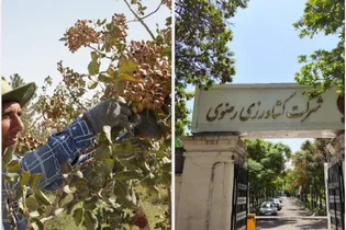برداشت بیش از ۱۸۰۰ تن پسته از باغات آستان قدس رضوی