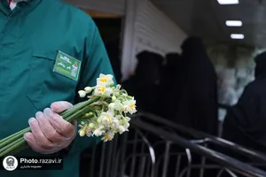 توزیع گل نرگس در چایخانه حرم مطهر رضوی