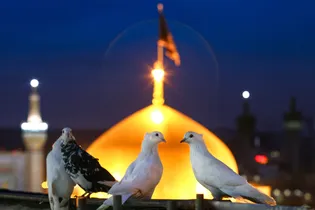 عکس با کیفیت : کبوتران حرم امام رضا علیه السلام