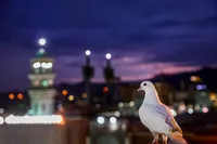 عکس با کیفیت: کبوتر حرم مطهر امام رضا علیه‌السلامآستان نیوز - 