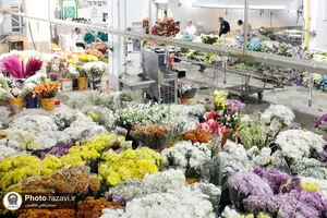 آماده&zwnj;سازی گل&zwnj;های حرم مطهر رضوی در دهه کرامت