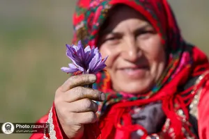 آغاز برداشت زعفران از مزارع آستان قدس رضوی در تربت حیدریه
