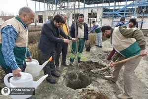 کاشت نهال در زائرشهر رضوی