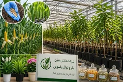 هدفگذاری بذر و نهال رضوی برای توسعه تولید و تنوع محصولات