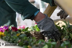 آماده سازی حرم مطهر رضوی در آستانه ولادت امیرالمومنین علیه&zwnj;السلام
