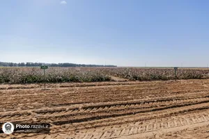 نشست مدیران و فعالان صنعت پنبه کشور