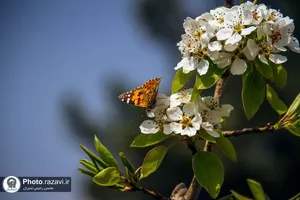 شکوفه&zwnj;های بهاری درختان میوه آستان قدس رضوی