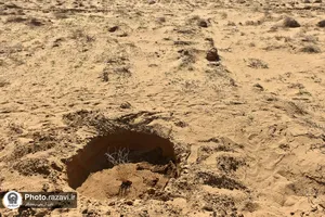 کاشت 7500 اصله نهال تاغ در روستای صمدآباد سرخس