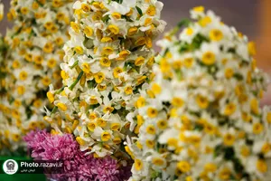 اهدای 8 هزار شاخه گل نرگس به حرم مطهر رضوی