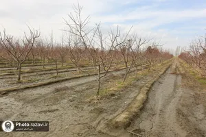 بازدید وزیر منابع آب عراق از مزرعه نمونه آستان قدس رضوی